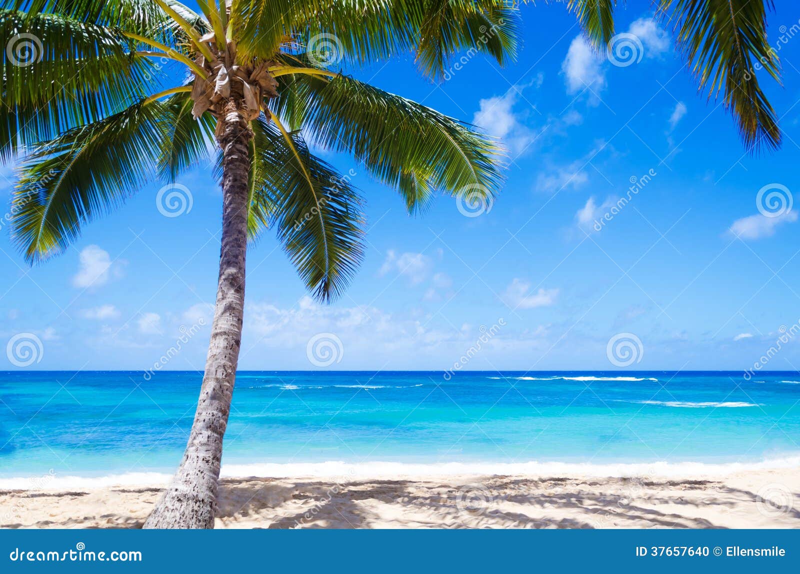 26,808 Hawaii Palm Tree Beach Photos - Free & Royalty-Free Stock 