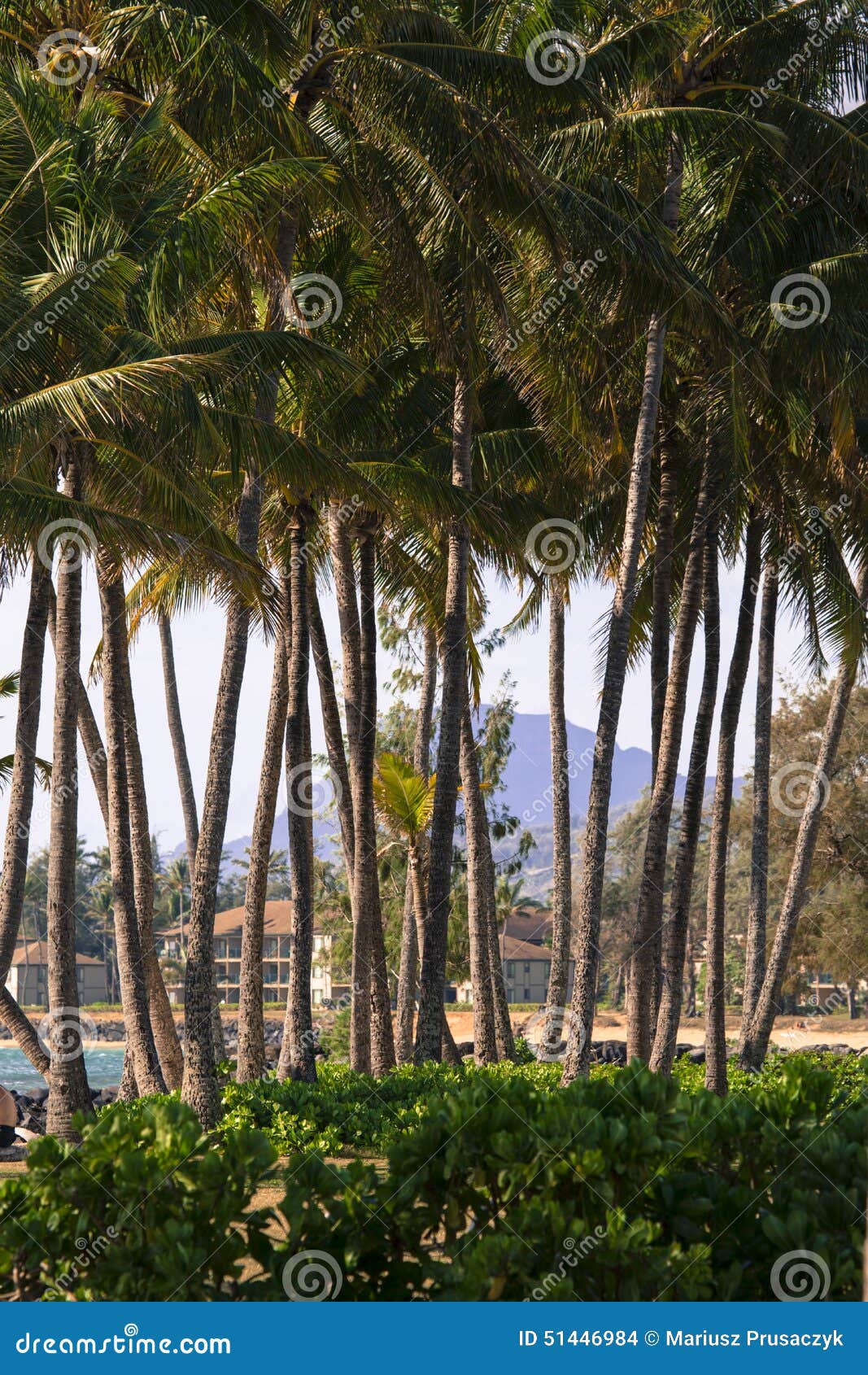 Coconut Palm Tree on the Sandy Beach in Kapaa Hawaii, Kauai Stock Photo