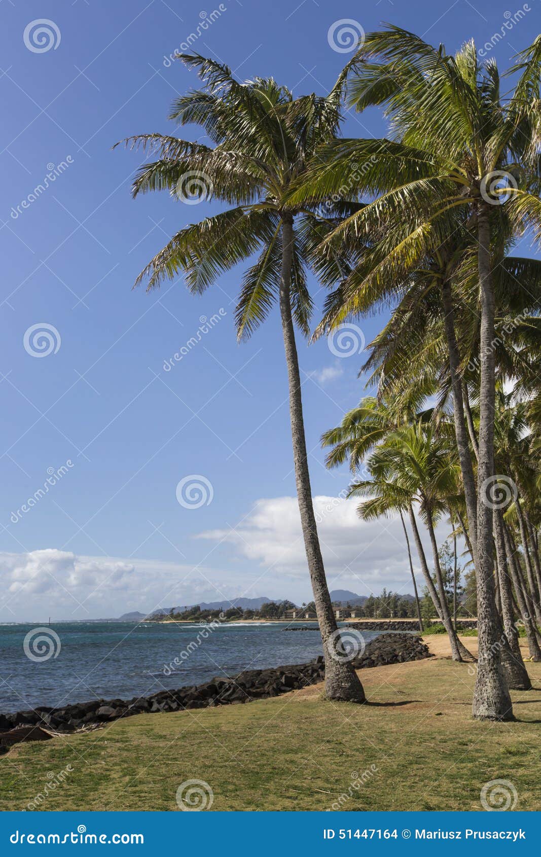 Coconut Palm Tree on the Sandy Beach in Kapaa Hawaii, Kauai Stock Photo