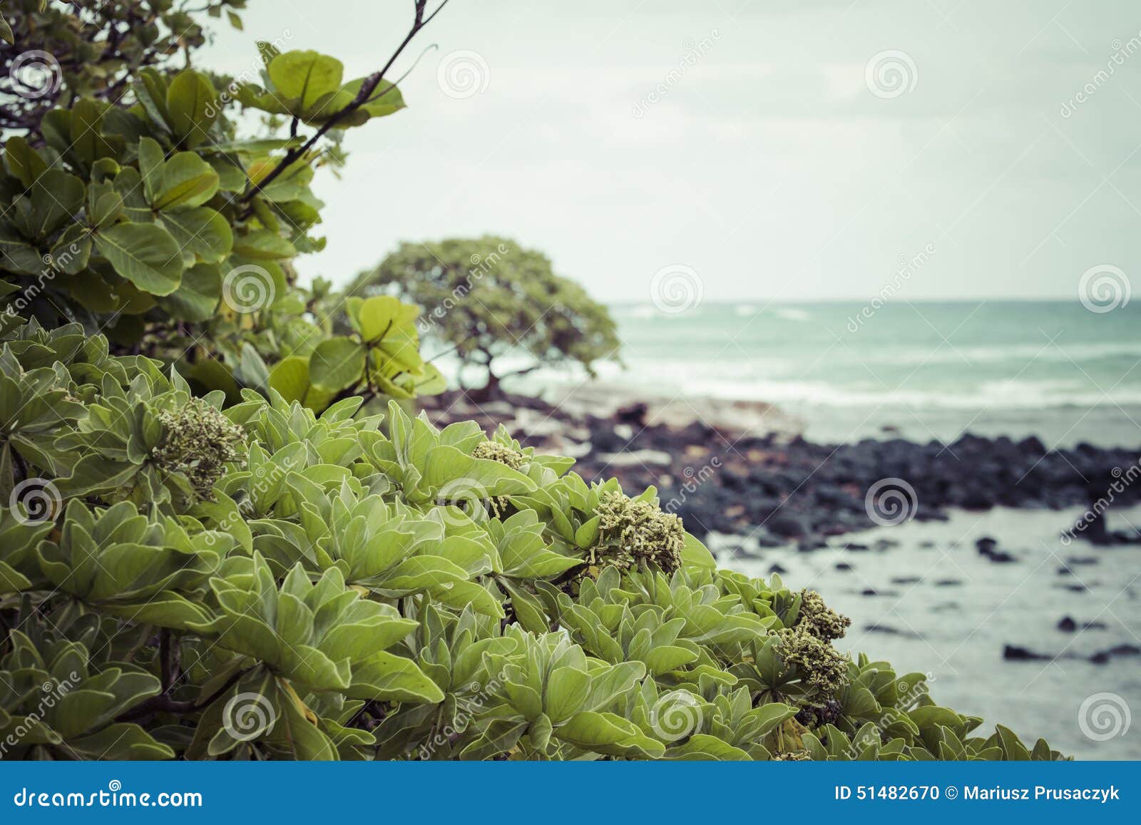 Coconut Palm Tree on the Sandy Beach in Kapaa Hawaii, Kauai Stock Photo