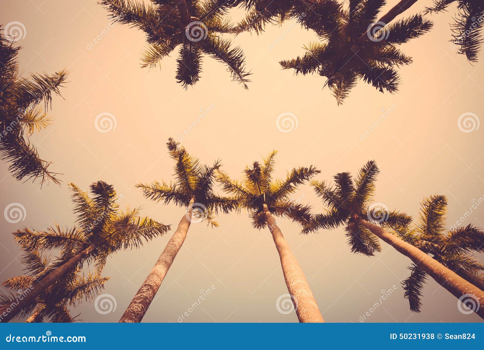 Download Coconut Palm Tree Sunset Silhouette Vintage Retro Stock ...