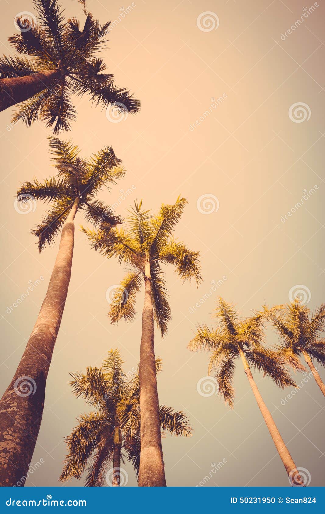 Download Coconut Palm Tree Sunset Silhouette Vintage Retro Stock ...