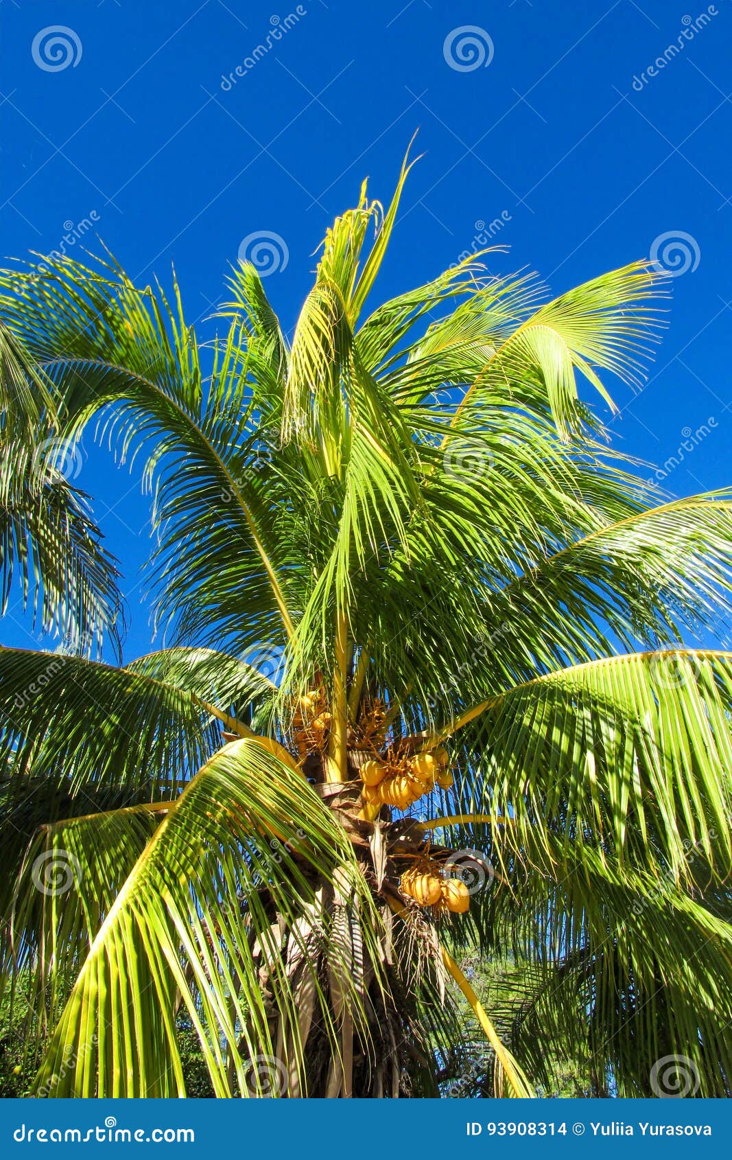 Coconut Palm Tree in Tropic Stock Photo Image of plant, green 93908314