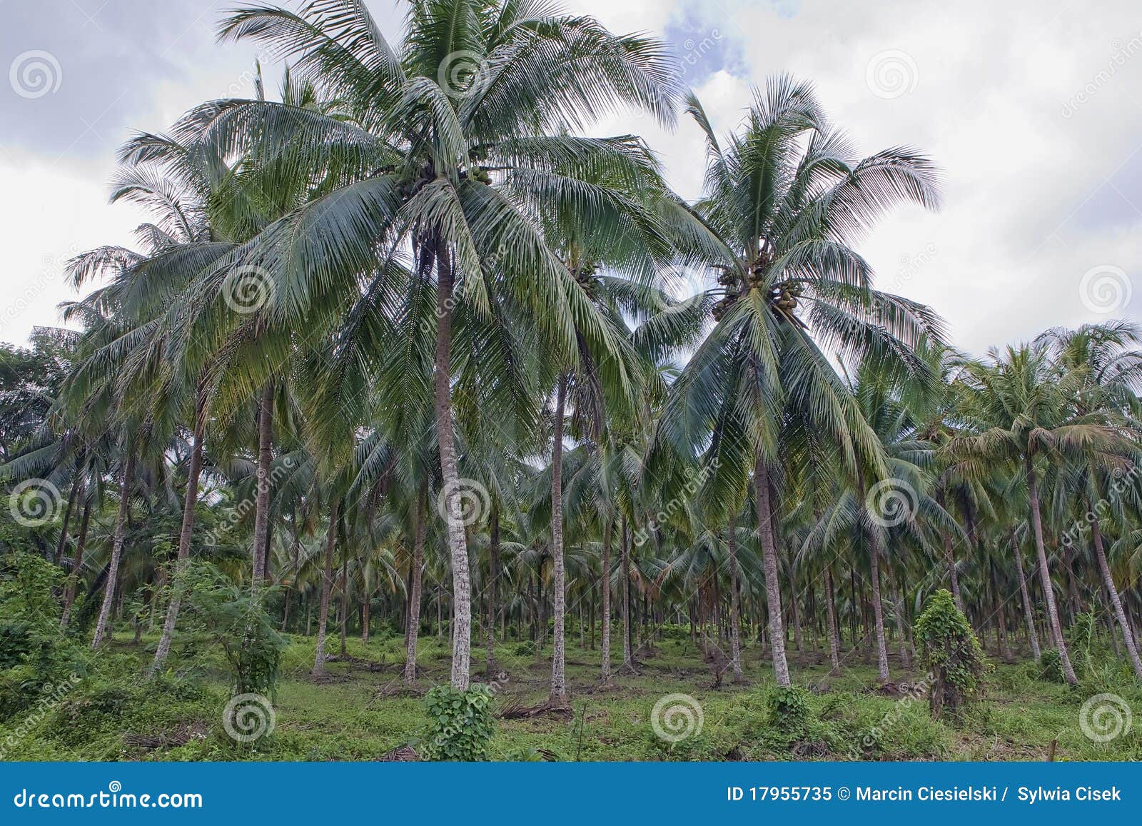 Coconut palm trees stock image. Image of grove, flora 17955735