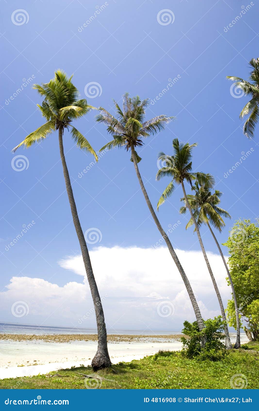 Coconut Palm Trees on Beach Stock Photo - Image of landscape, trees ...