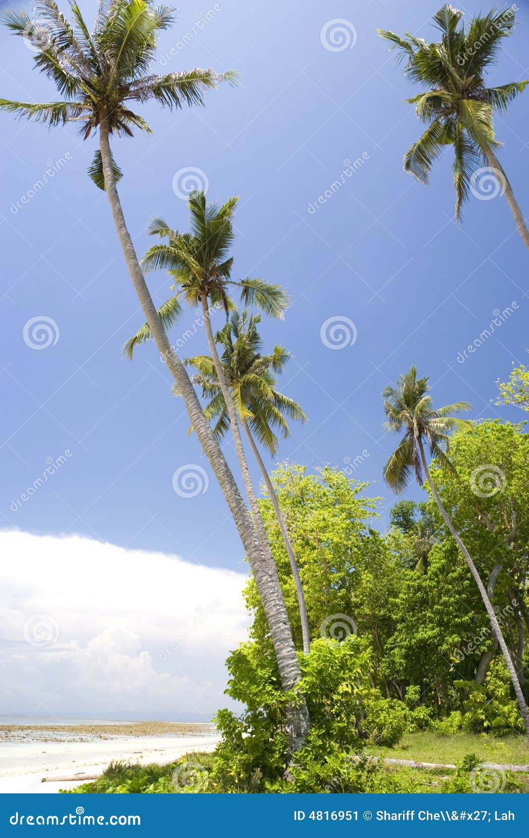 Coconut Palm Trees and Beach Stock Image - Image of coconut, outdoors ...