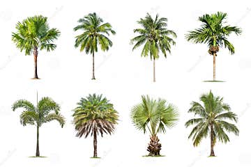 Coconut and Palm Trees Isolated Tree on White Background , the ...