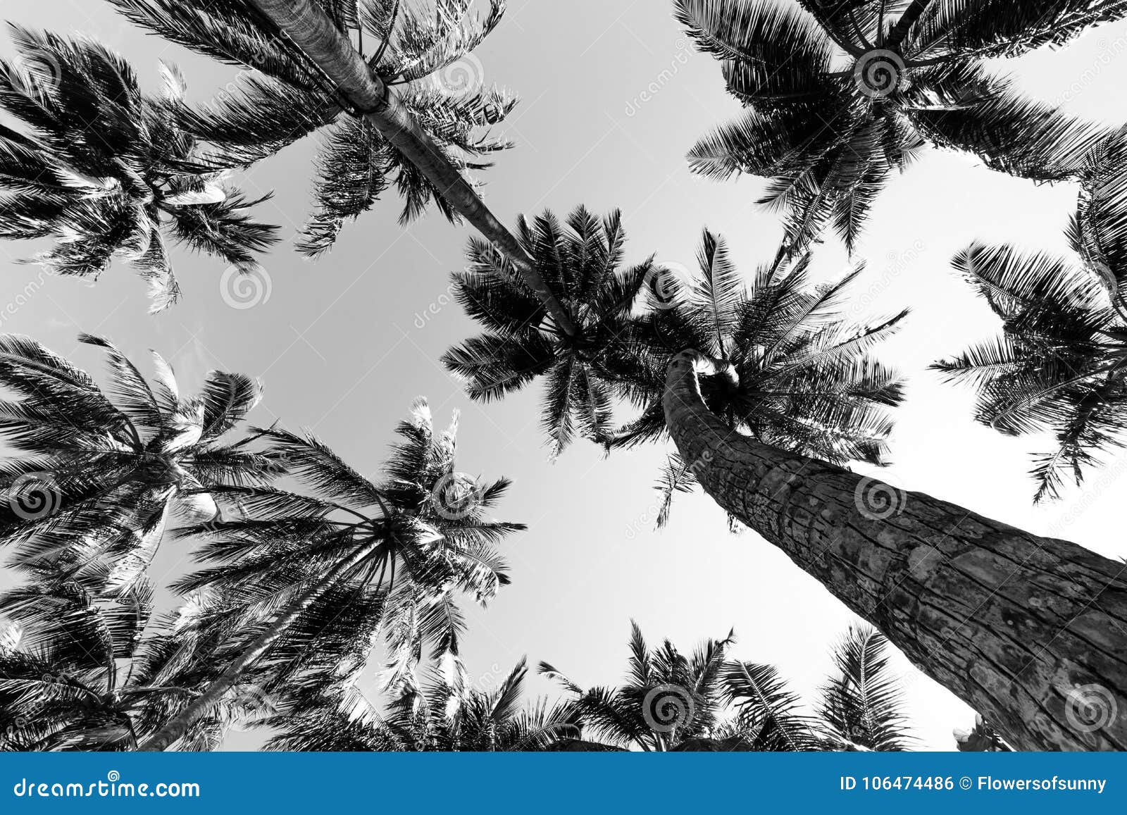 Tropical Palm Trees In Black And White From A Low Point Of View Looking Up Palm Trees Under