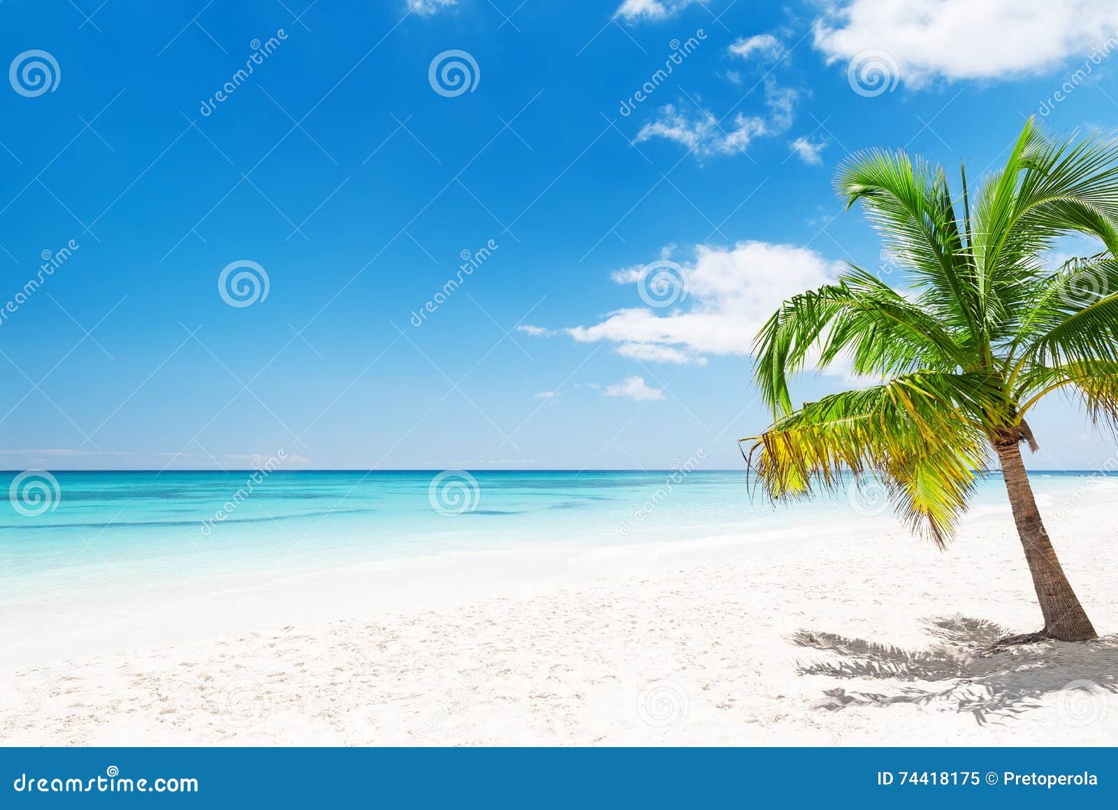 coconut palm trees on white sandy beach in punta cana, dominican