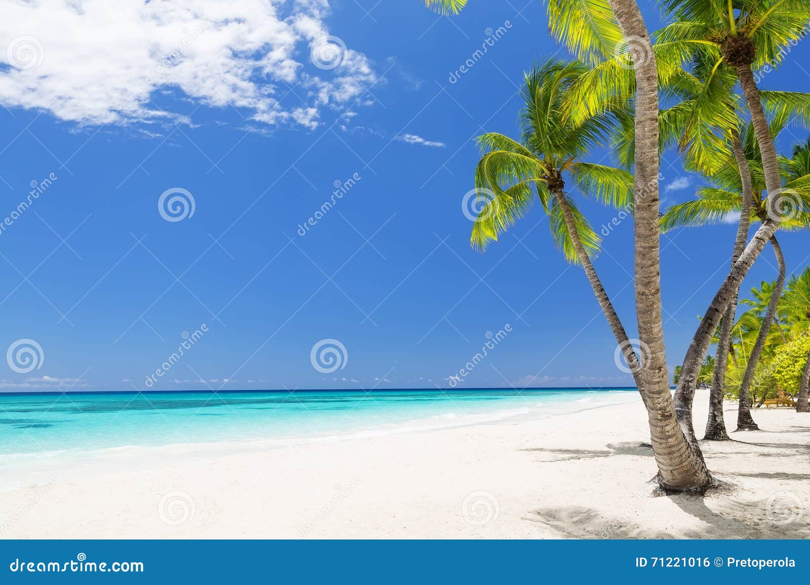 Coconut Palm Trees on White Sandy Beach Stock Photo - Image of island ...