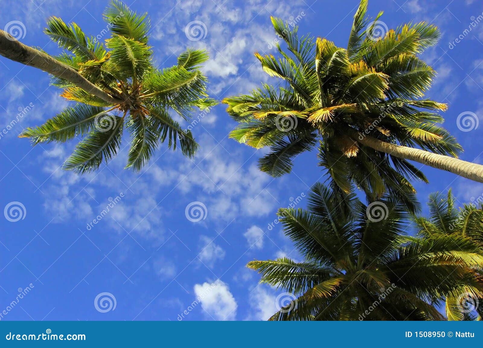 Coconut Palms stock photo. Image of high, blue, coconut 1508950