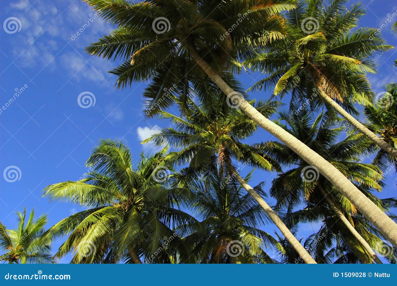 coconut palms