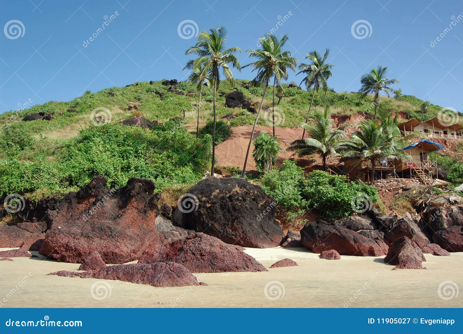 Coconut Palms on the Beach . Arambol, Goa Stock Image Image of palm