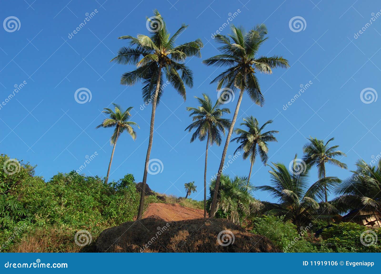 Coconut Palms on the Beach . Arambol, Goa Stock Photo Image of coco
