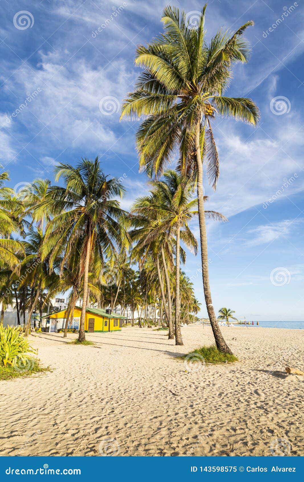 Coconut Palms in a Caribbean Beach Stock Image Image of atlantic