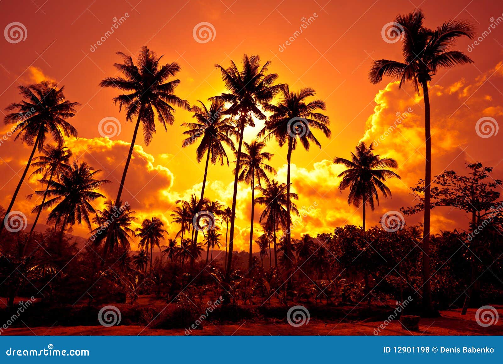 coconut palms on sand beach in tropic on sunset