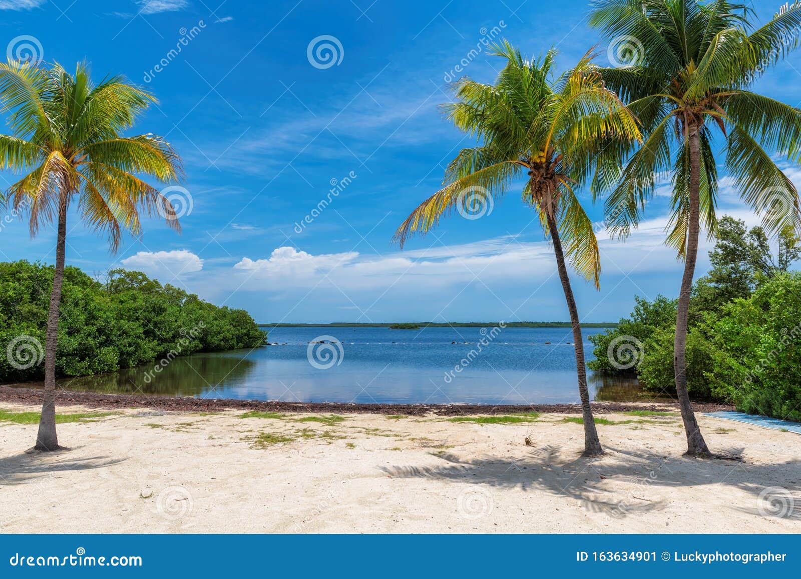 Coconut Palms on Sunny Beach and Caribbean Sea Stock Image - Image of ...