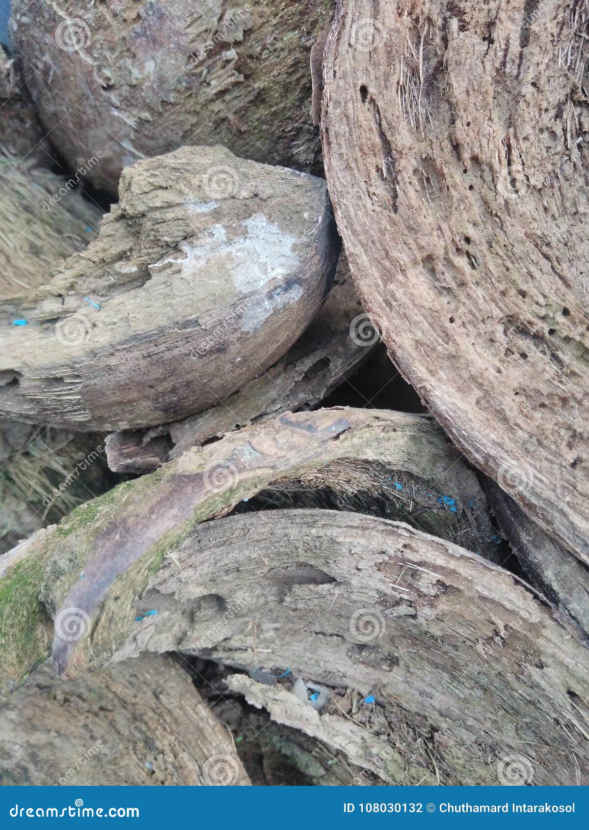 Coconut peel stock photo. Image of coconut, nature, peel 108030132