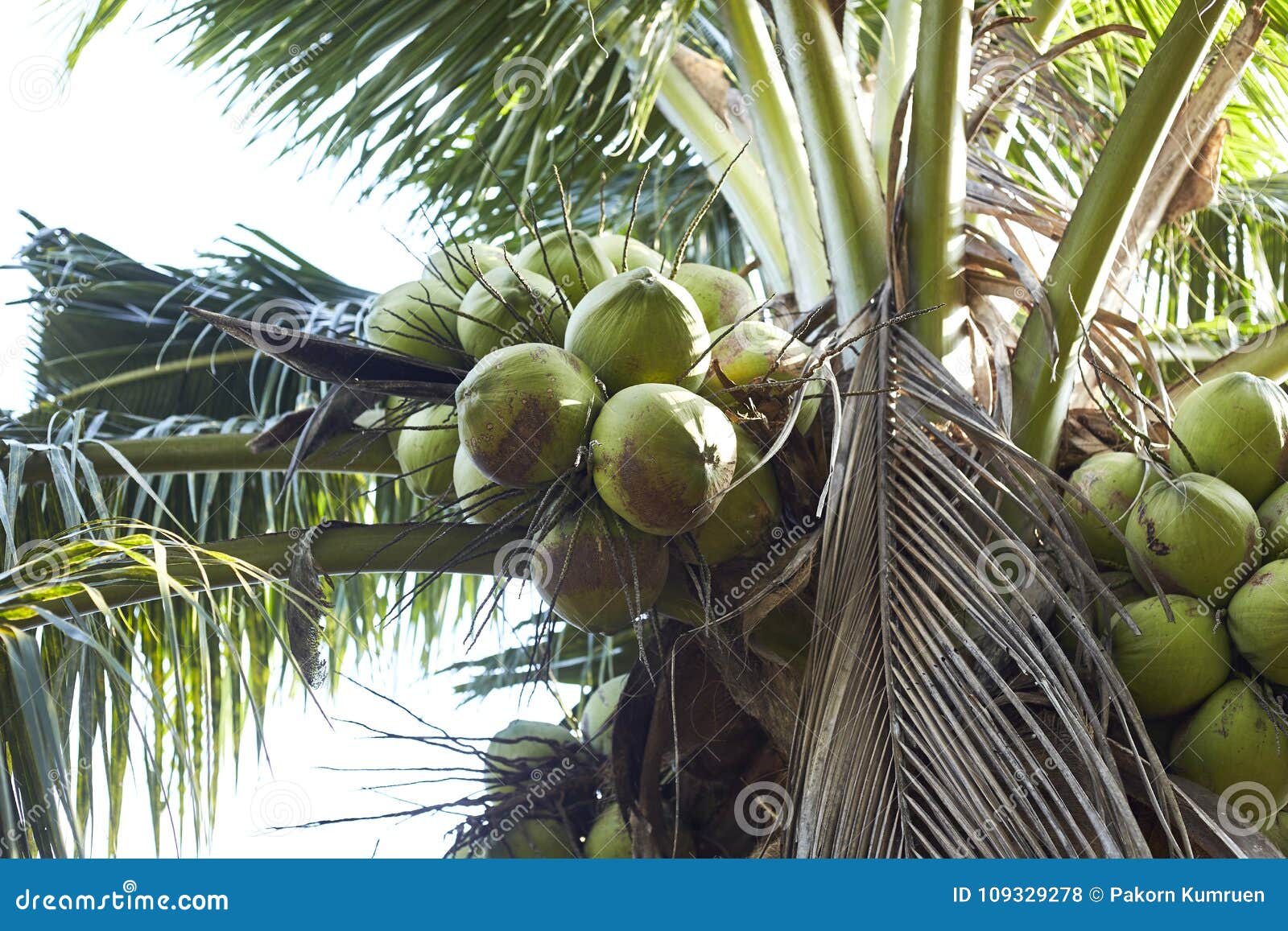 Coconut Perfume in Thailand Stock Photo - Image of beauty, landscape ...