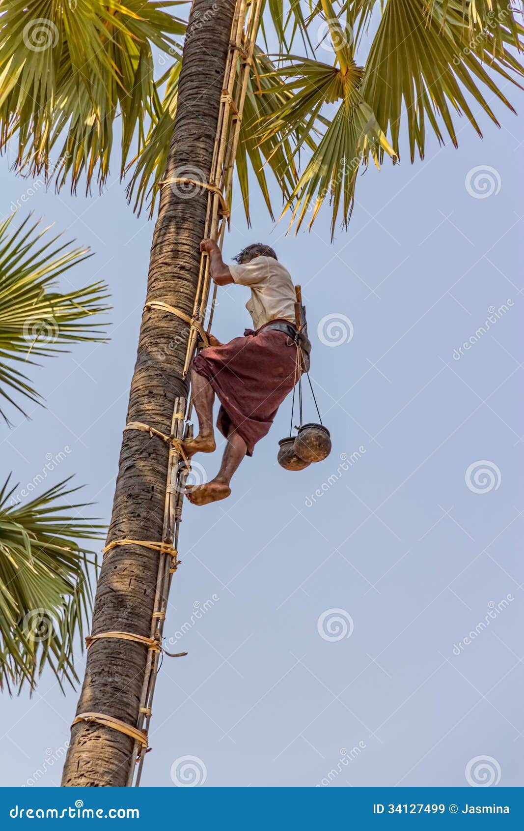 Coconut picker editorial stock image. Image of myanmar 34127499