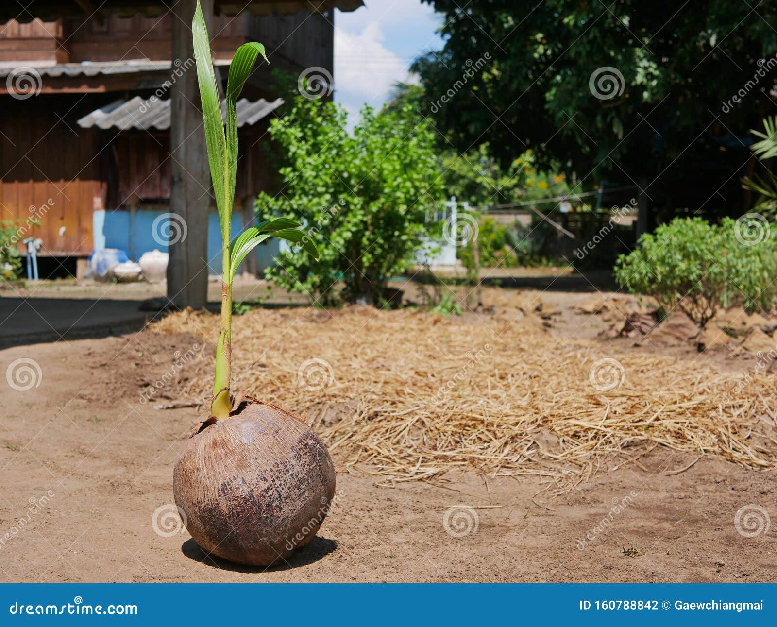 Coconut Plam Growing / Sprouted Out from the Coconut and Ready To Be