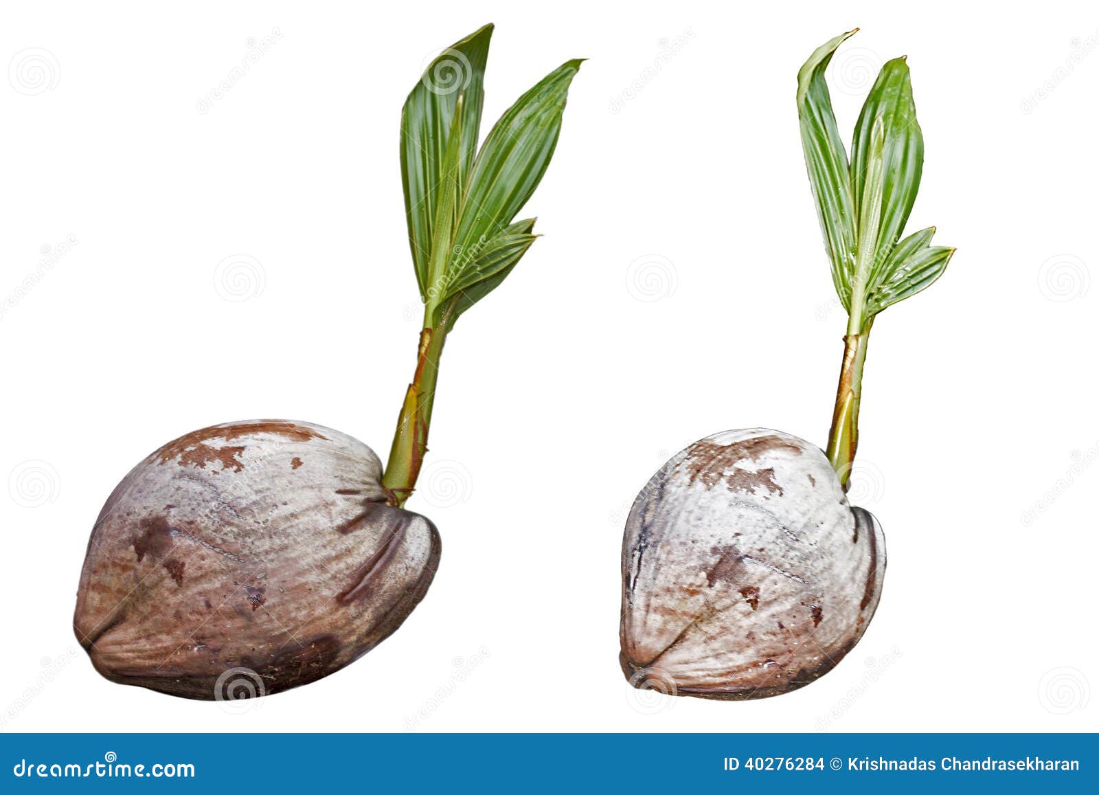 Coconut plant growing stock photo. Image of natural, nature 40276284