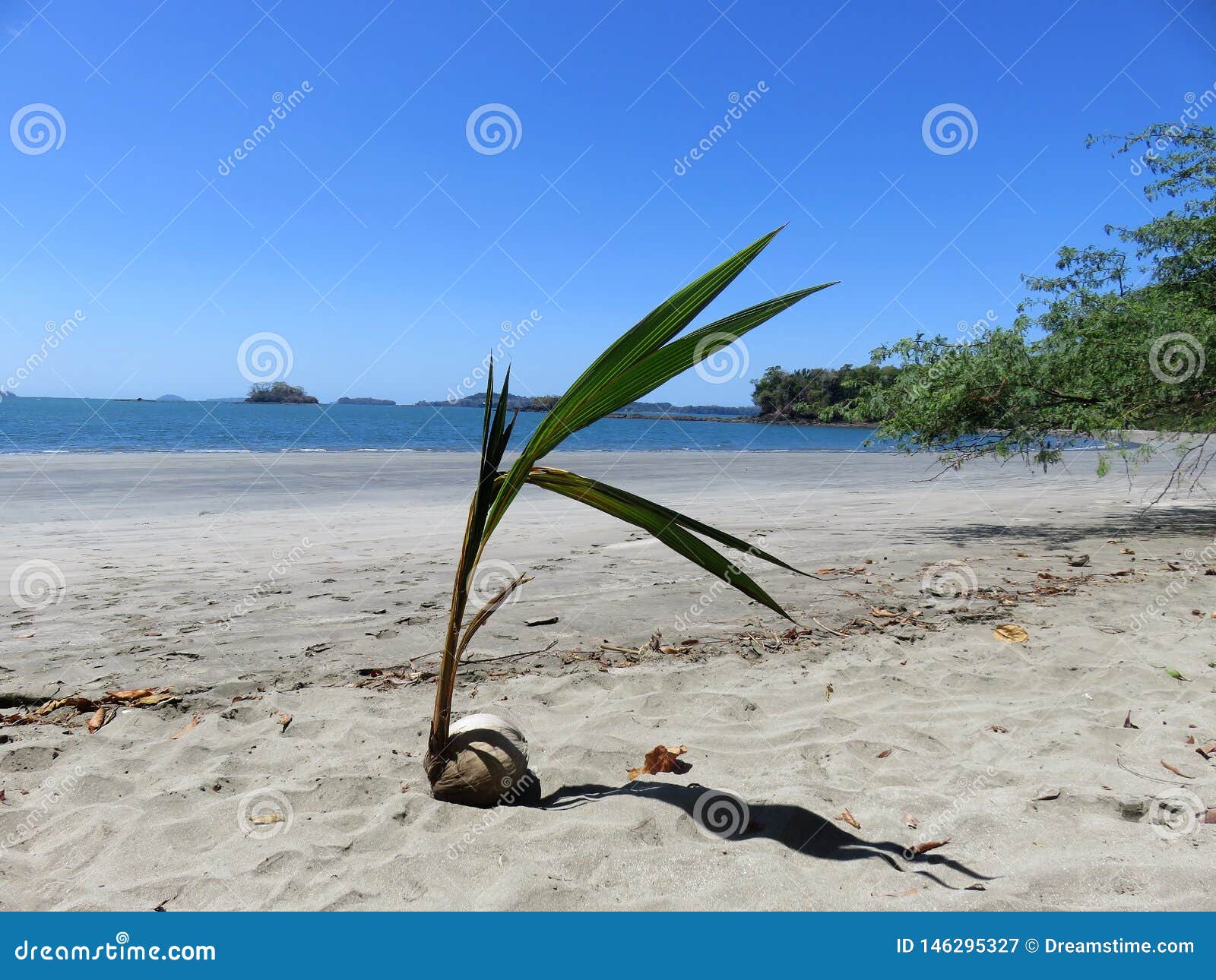 coconut plant  boca chica panama