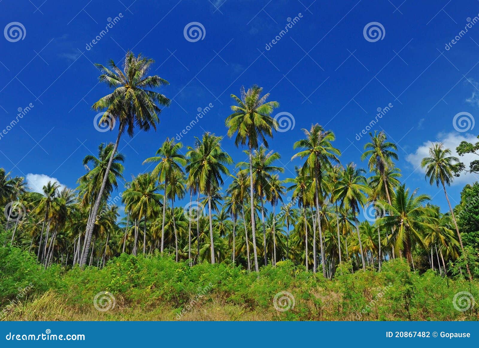 Coconut plantation stock photo. Image of grass, earth 20867482