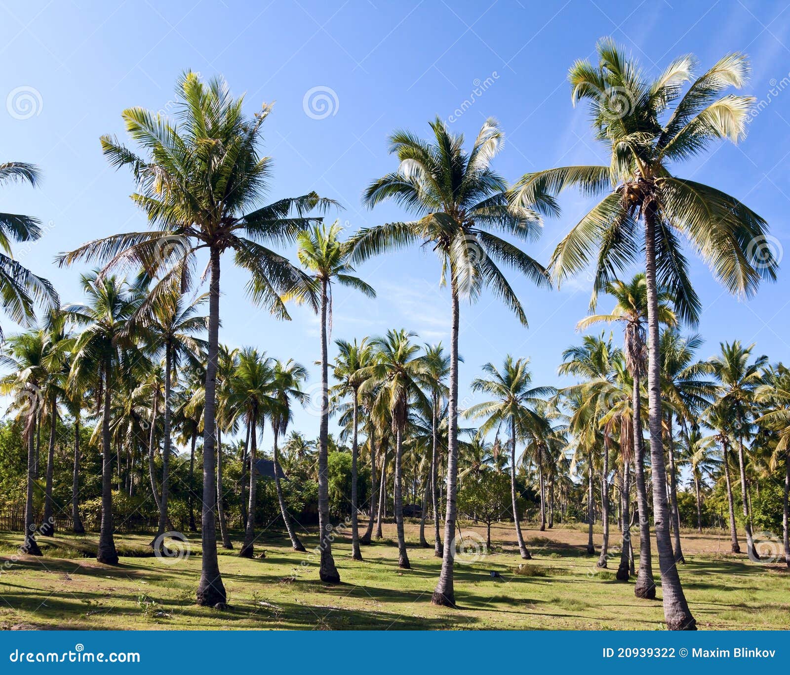 Coconut plantation stock photo. Image of outside, calm 20939322