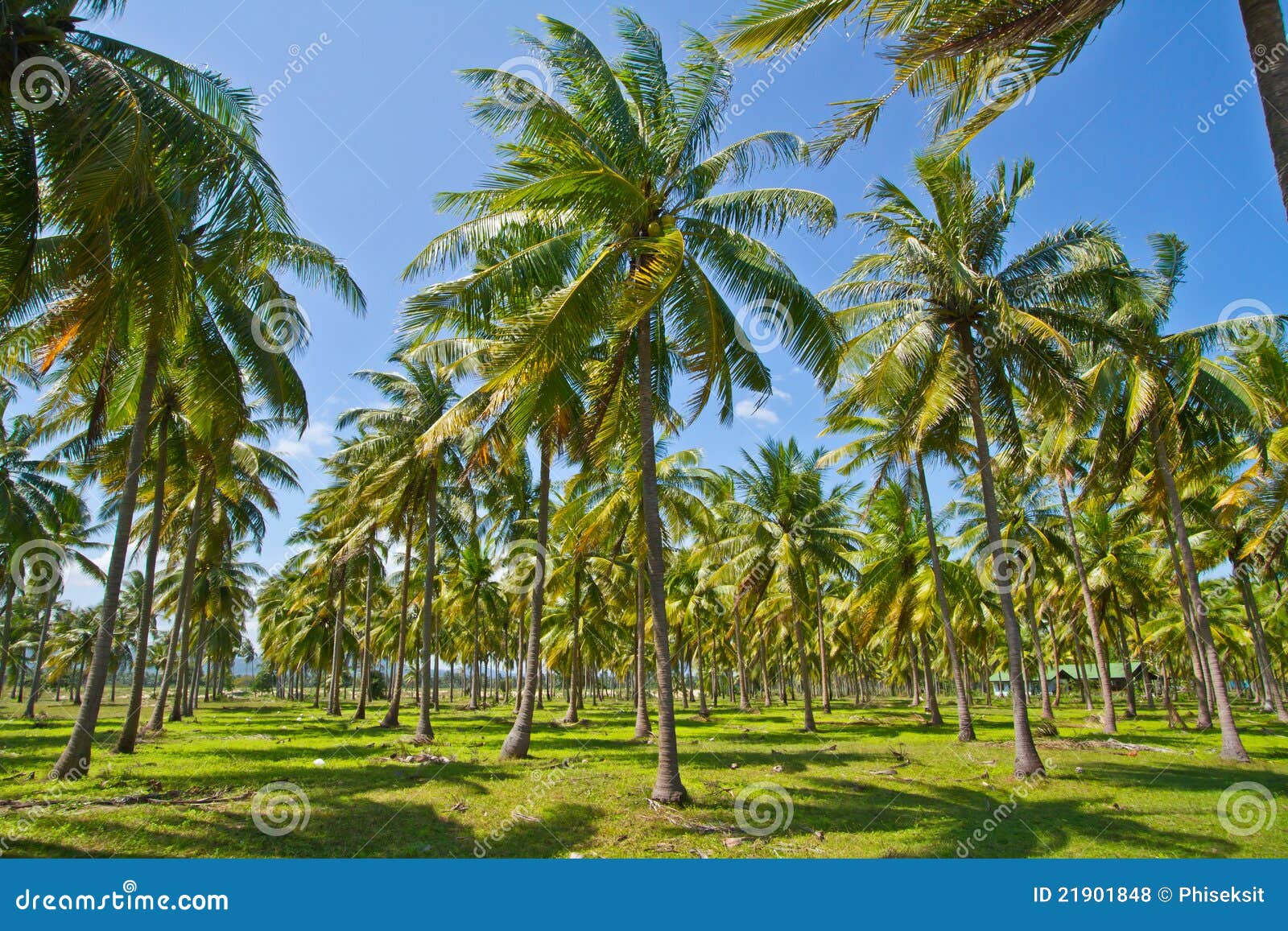 Coconut plantation stock photo. Image of greenery, countryside 21901848