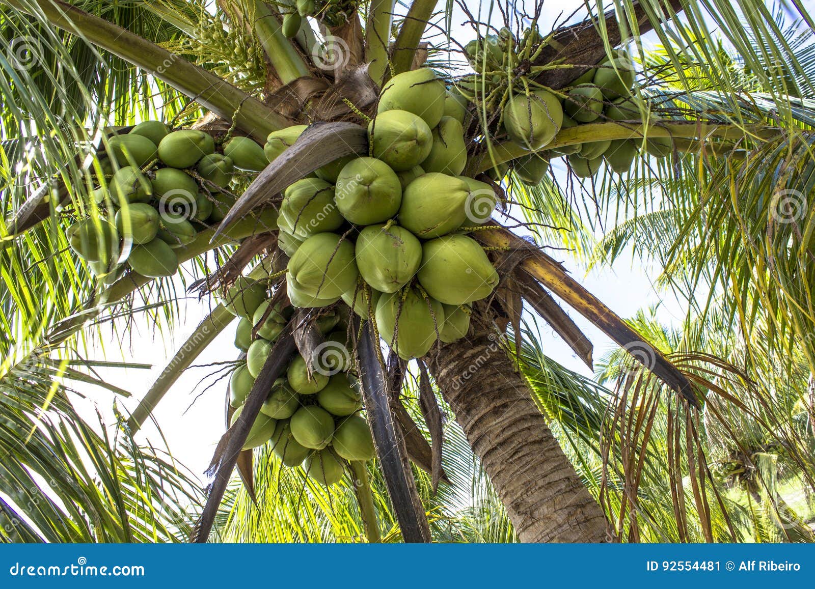 Coconut plantation stock image. Image of fresh, farming - 92554481