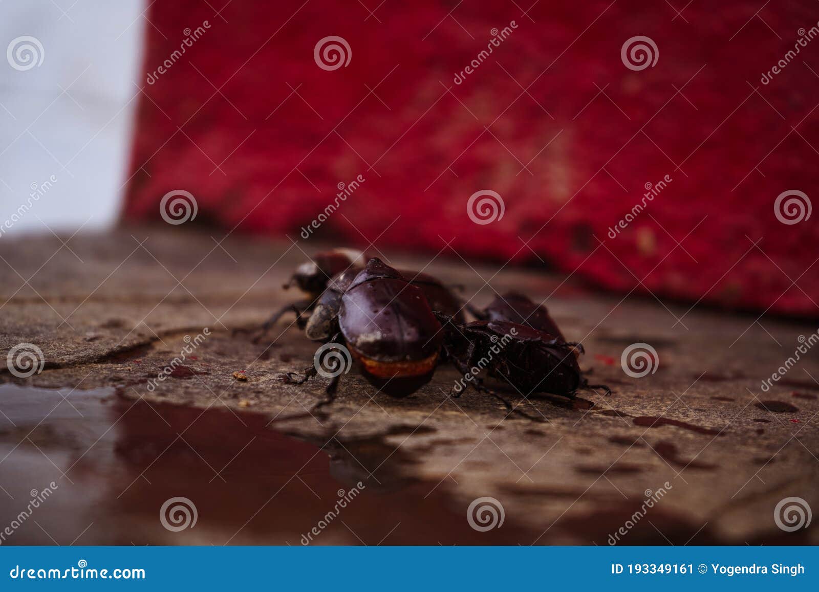 coconut rhinoceros beetle guam coconut rhinoceros beetle guam