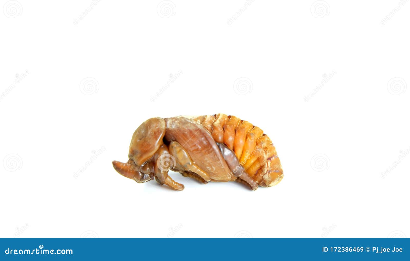 coconut rhinoceros beetle coconut rhinoceros beetle