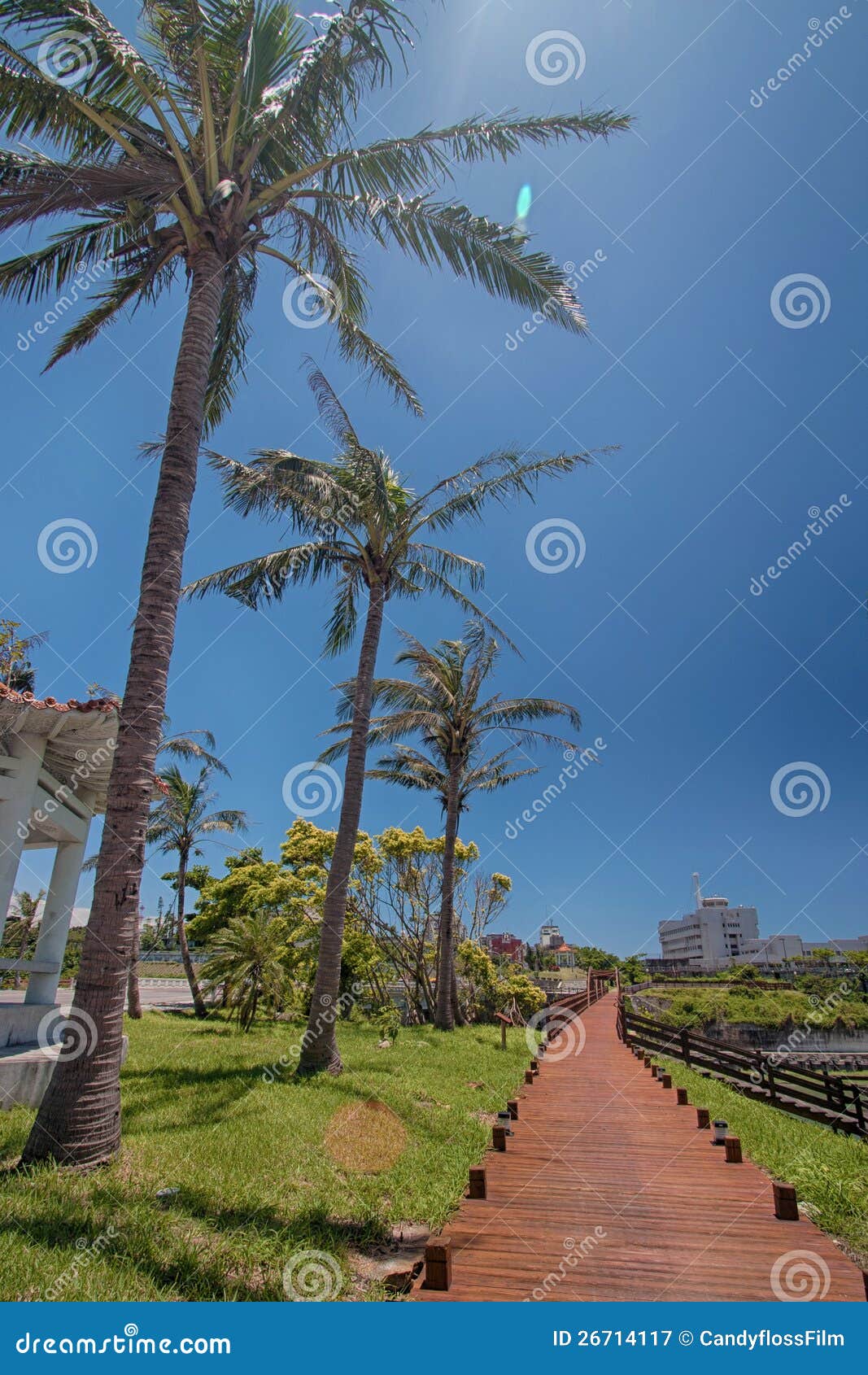 Coconut Road stock image. Image of green, scenic, rock 26714117