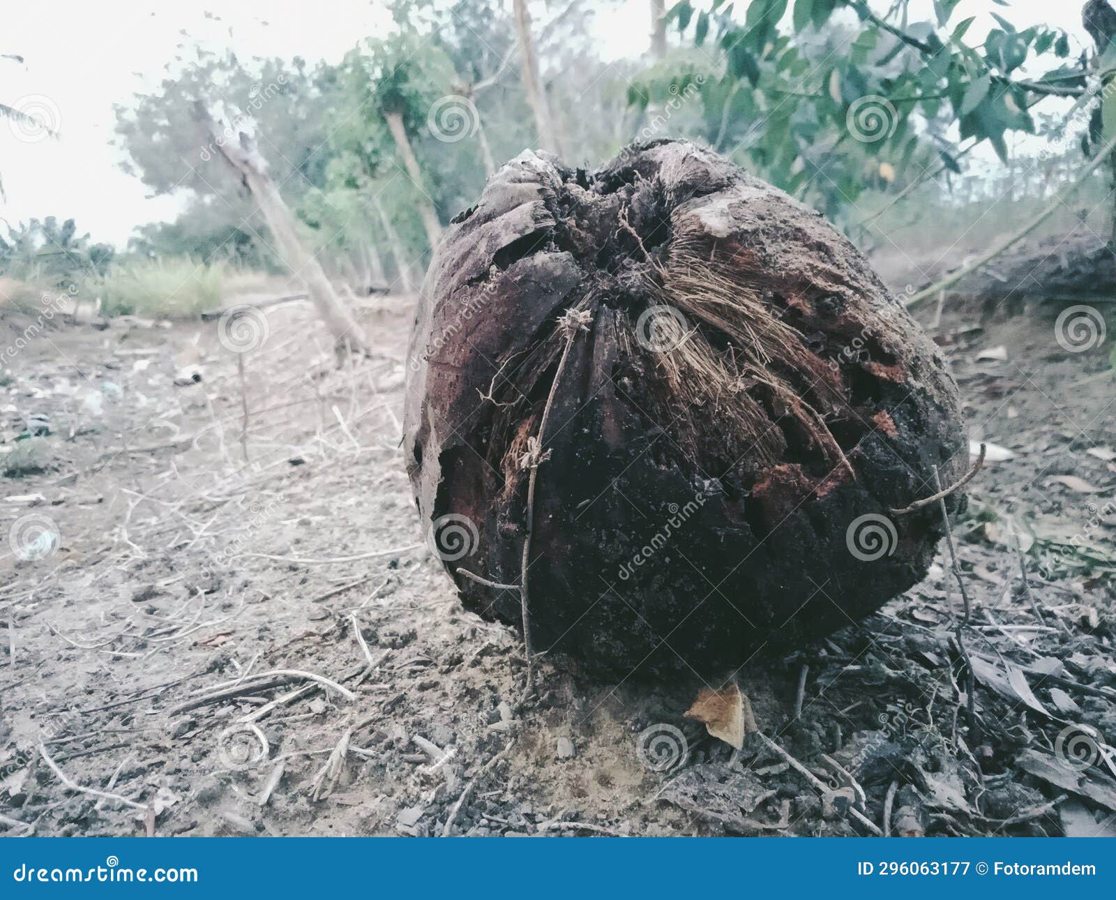 The Coconut is Rotten and Cannot Be Used Fruit Stock Image Image of