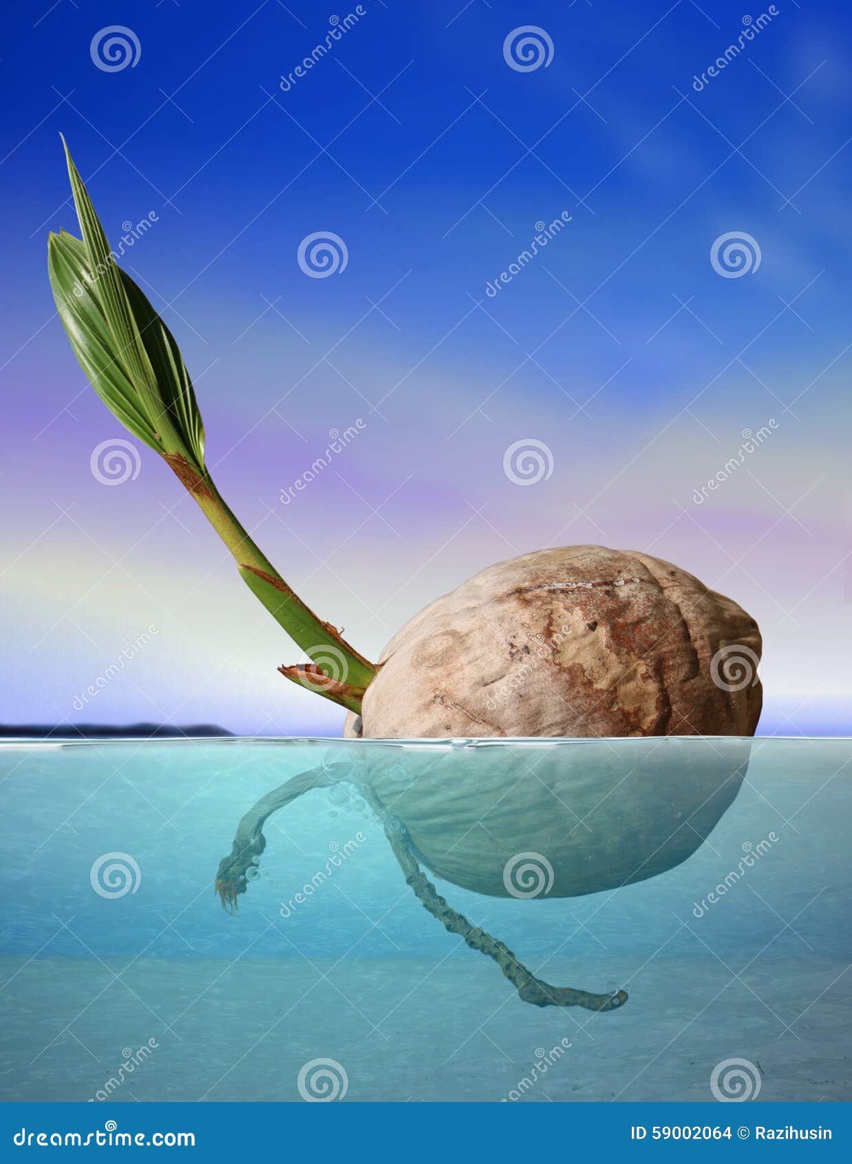 Coconut Seed Drifting at Sea Stock Photo - Image of palm, ecosystem ...