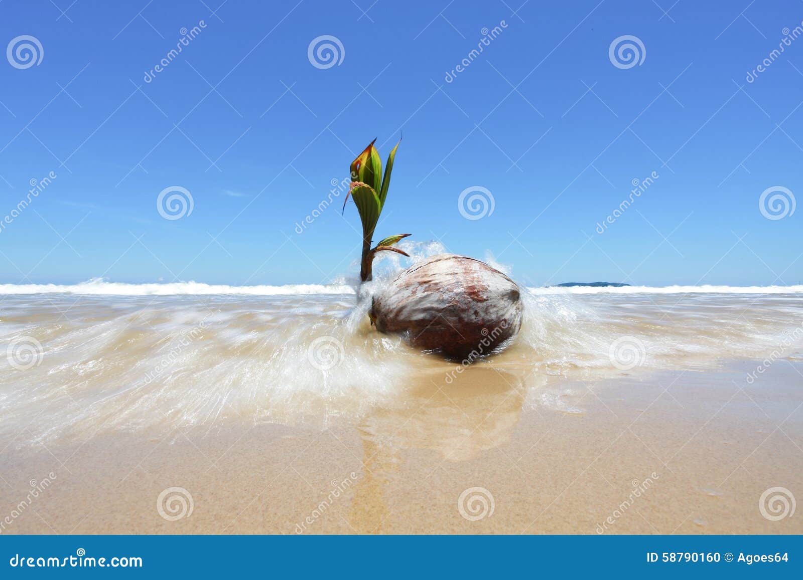 Coconut Seedling on the Shore Stock Photo - Image of determination ...