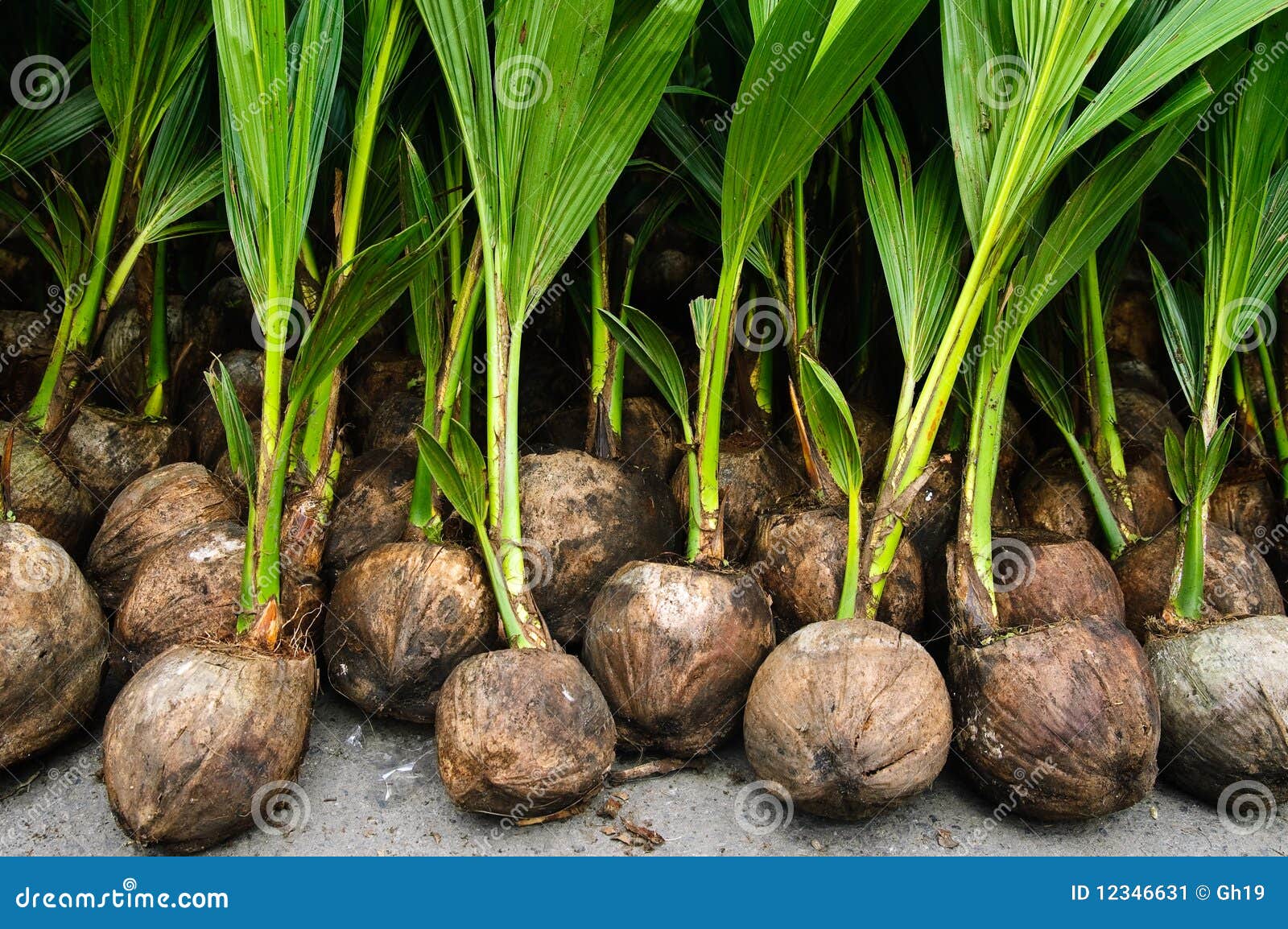 Coconut seedlings stock image. Image of gardening, planting 12346631