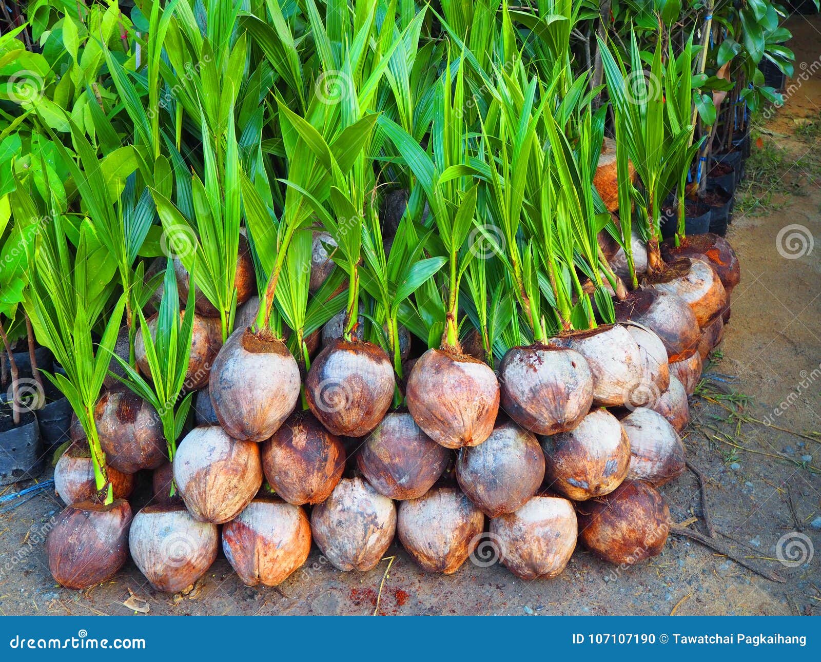 Coconut seedlings stock photo. Image of grow, growing 107107190
