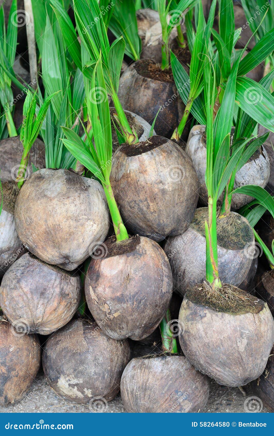 Coconut seedlings stock photo. Image of nature, grow 58264580