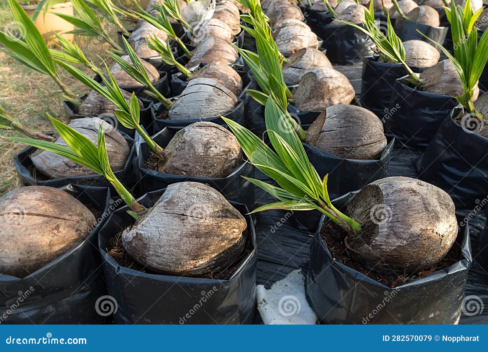 Coconut Seedlings and Young Leaves Growing Stock Image Image of
