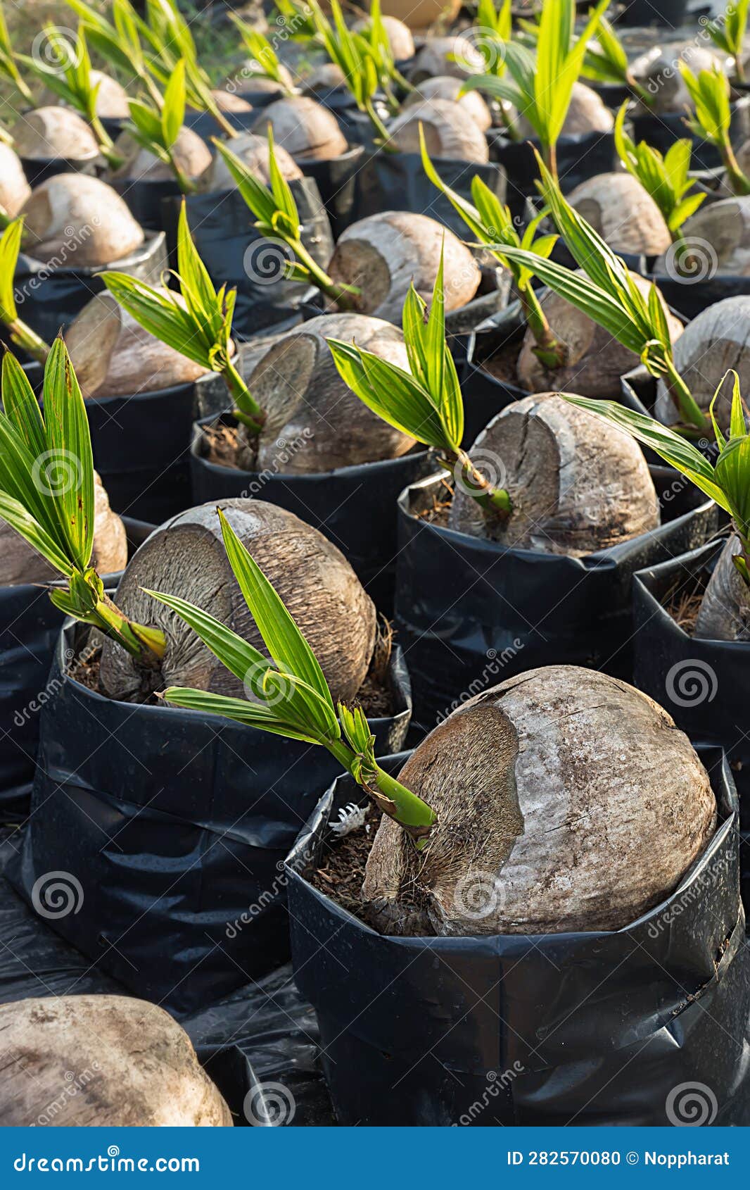 Coconut Seedlings and Young Leaves Growing Stock Photo Image of