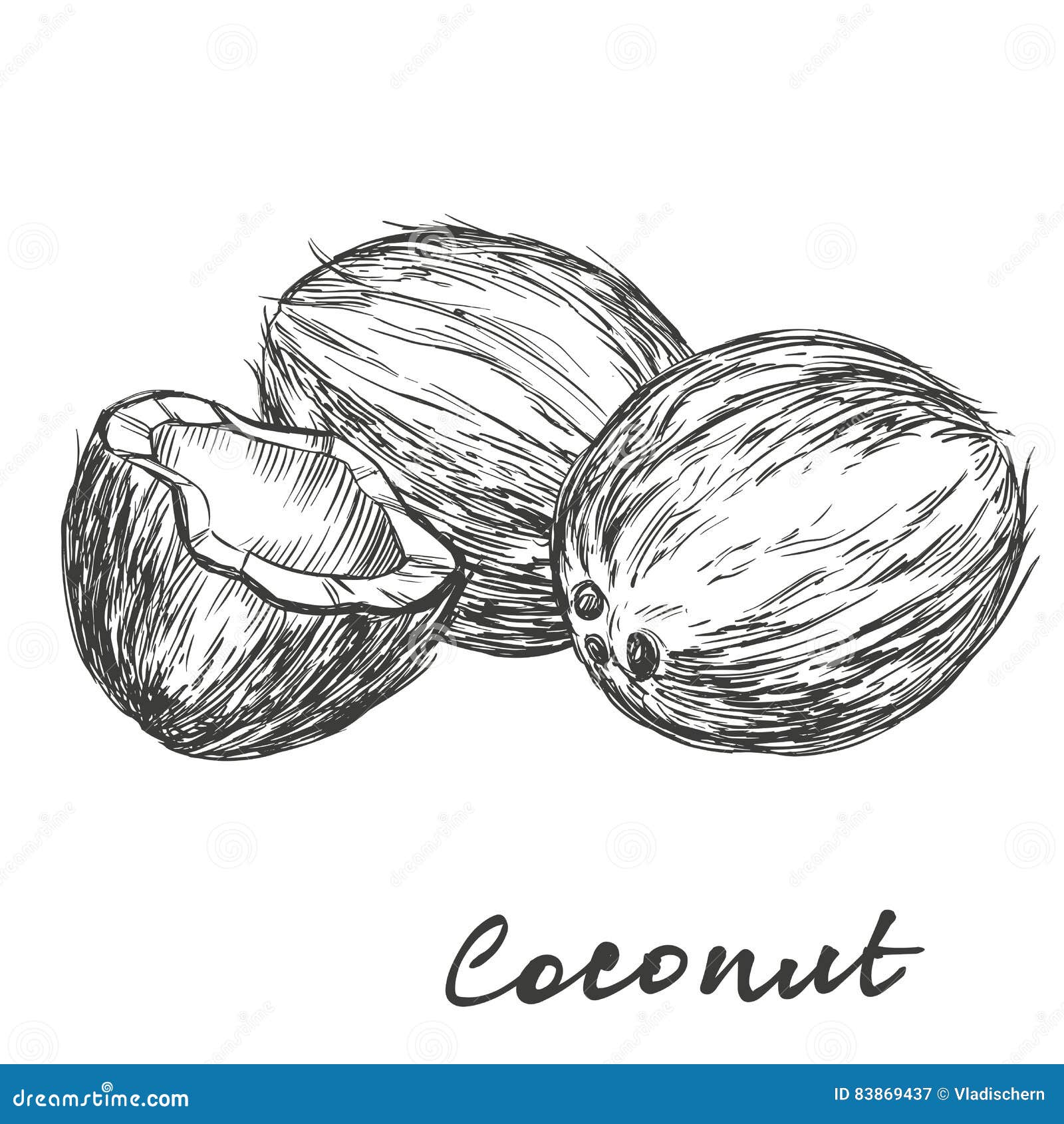 Top 83+ sketch of coconut latest - seven.edu.vn