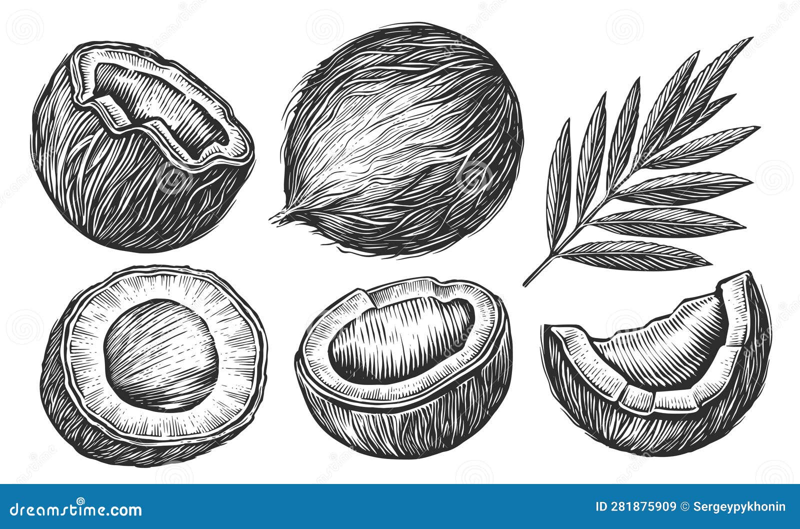 coconut set. hand drawn nut . tropical food sketch 
