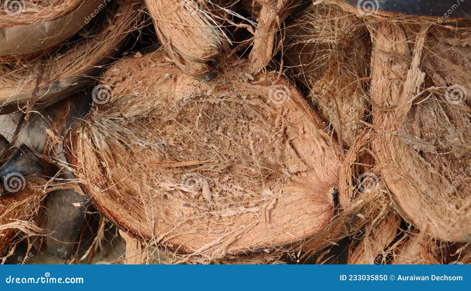 coconut shell for background