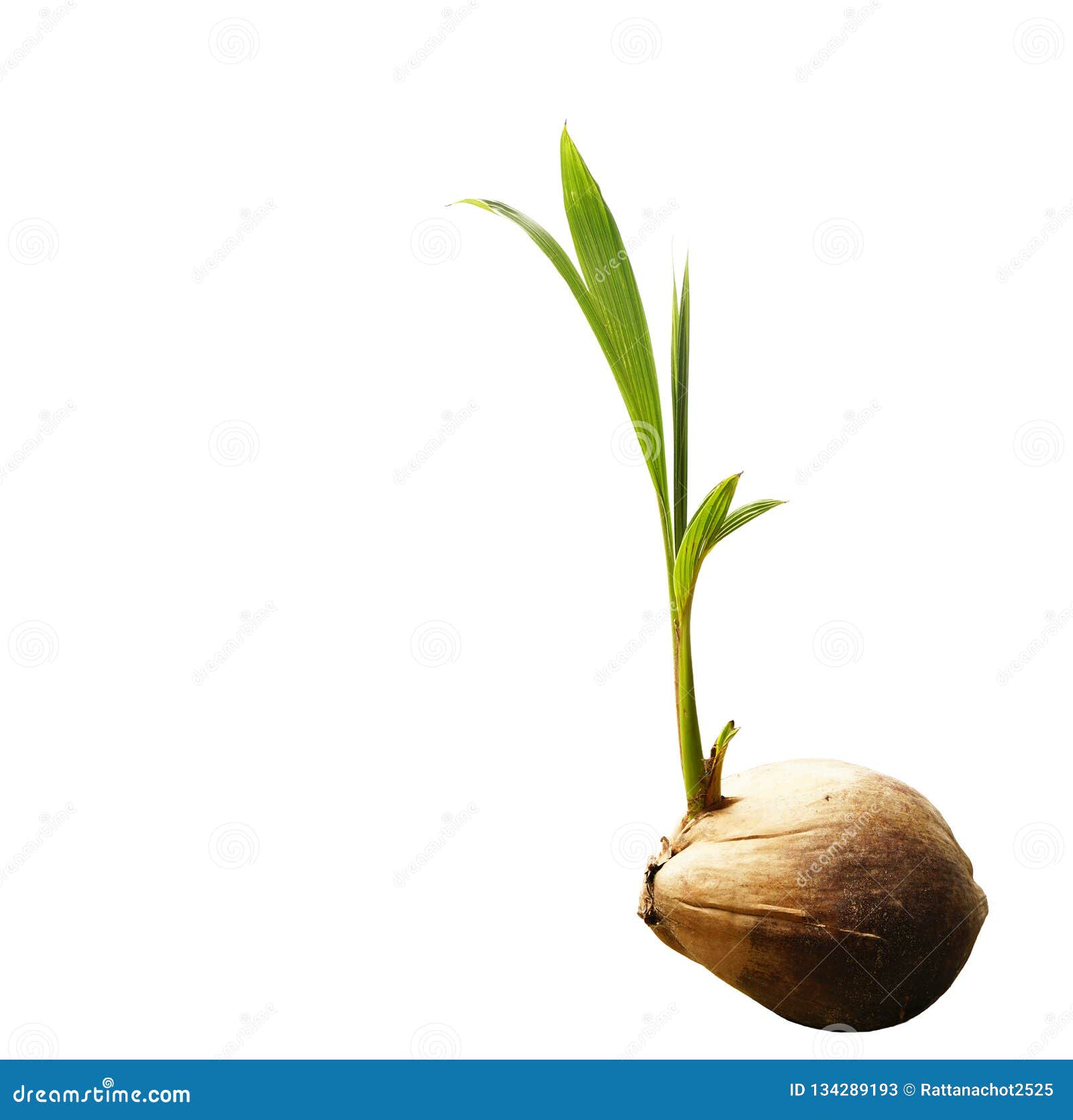 Coconut Shoot Seedlings are Growing Sprout on White Background Stock Image Image of