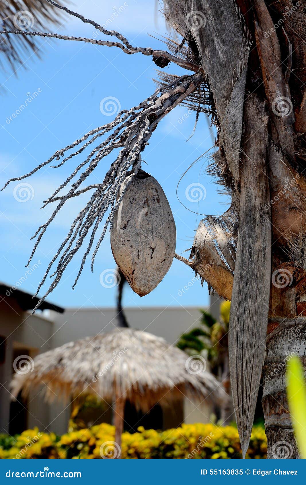 Coconut stock image. Image of single, beautiful, dried 55163835