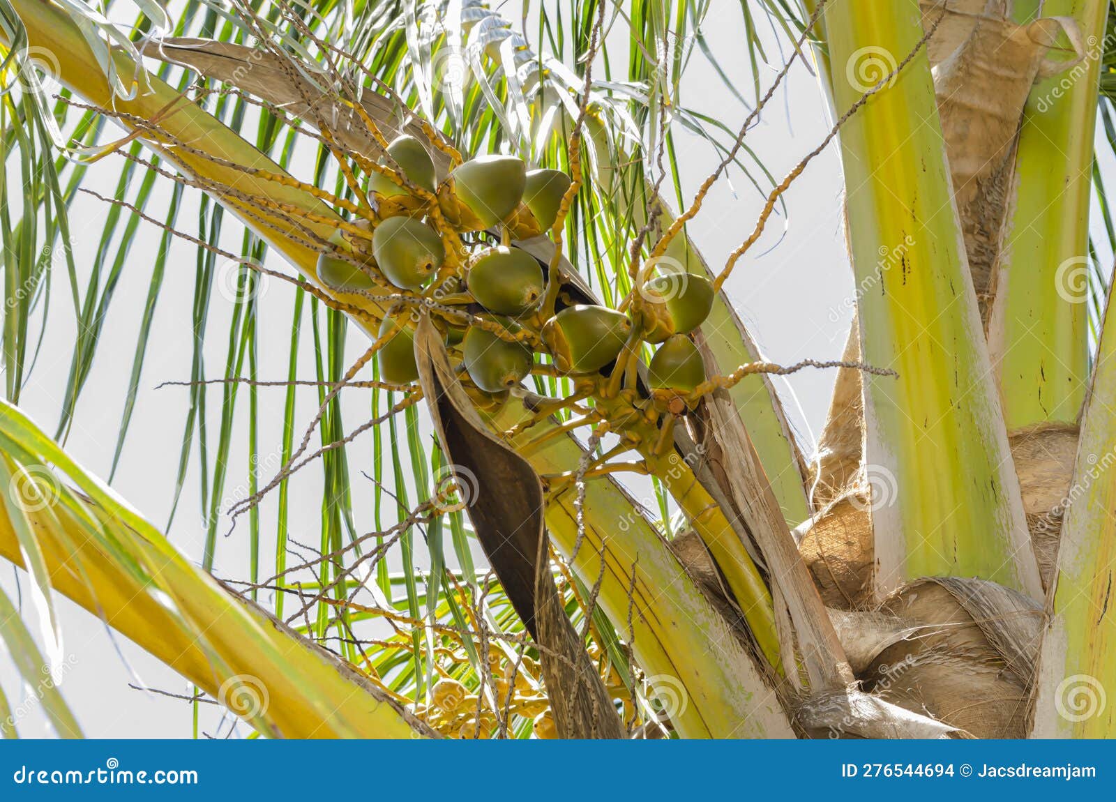 small coconuts in sheathe