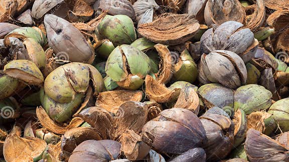 Coconut Spathe Fiber, Coconut Peels are Placed on the Ground. Stock ...