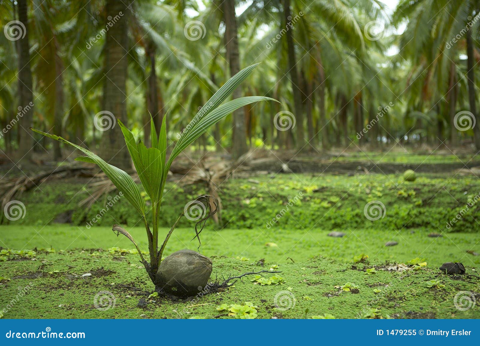 Coconut sprout stock image. Image of grass, germination 1479255